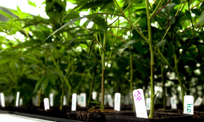 Cannabis plants in pots lined up for a close up.