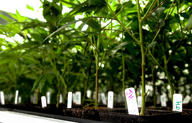 Cannabis plants in pots lined up for a close up.