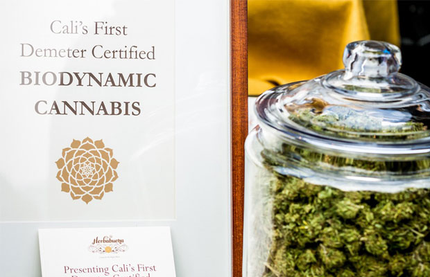 A Jar of Demeter Certified Cannabis- A Holistic High