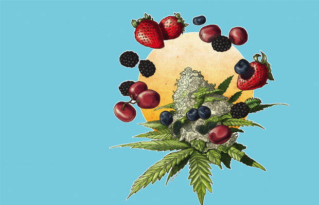 An Illustration of Fruity and Juicy Strains