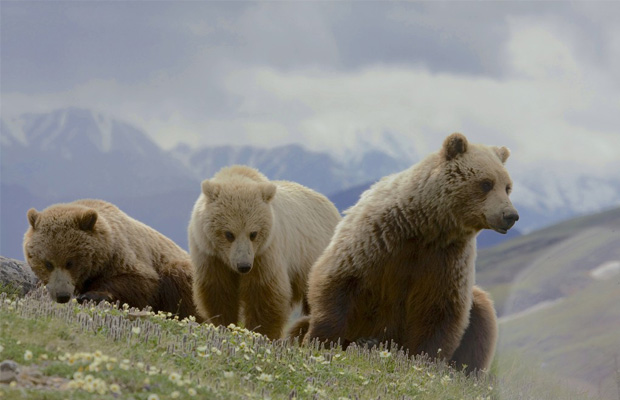 Grizzly Bears Alaska Cannabis Now Magazine