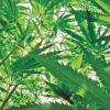 Hemp Cannabis Now Magazine