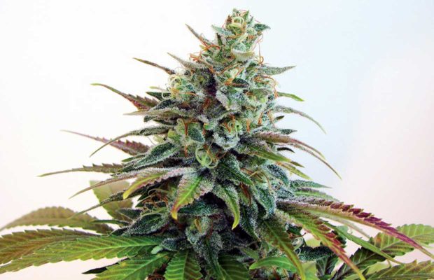 Vanished in the Haze: The Story of Haze Strains
