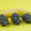 Chiquita Banana Cannabis Now Magazine