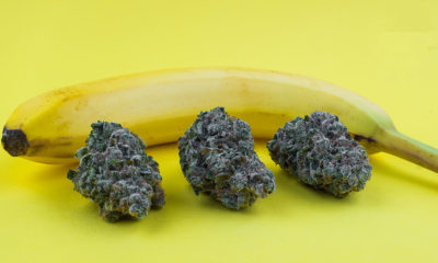Chiquita Banana Cannabis Now Magazine
