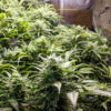 Humbold Tweed Cannabis Now Magazine
