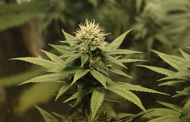 California Marijuana Legalization Cannabis Now Magazine