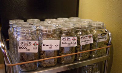 Montana Medical Marijuana Cannabis Now Magazine