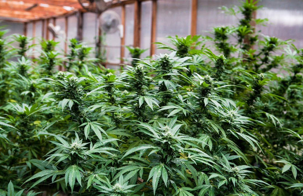 greenhouse-cannabisnow2