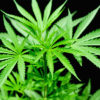 Marijuana Cannabis Now Magazine