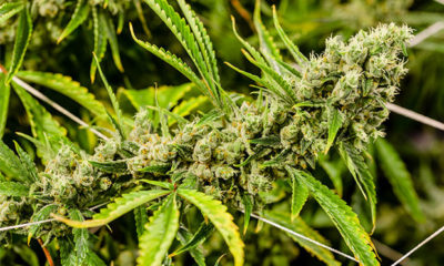 Marijuana Cannabis Now Magazine