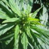 Hemptsy.com Cannabis Now Magazine