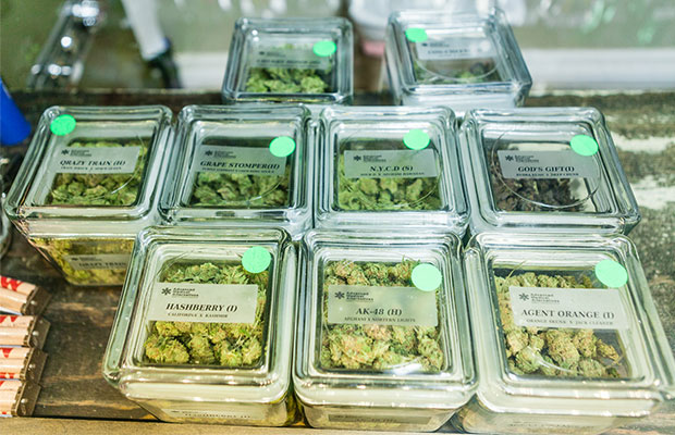 Marijuana Cannabis Now Magazine