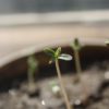 Germinating Cannabis Seeds