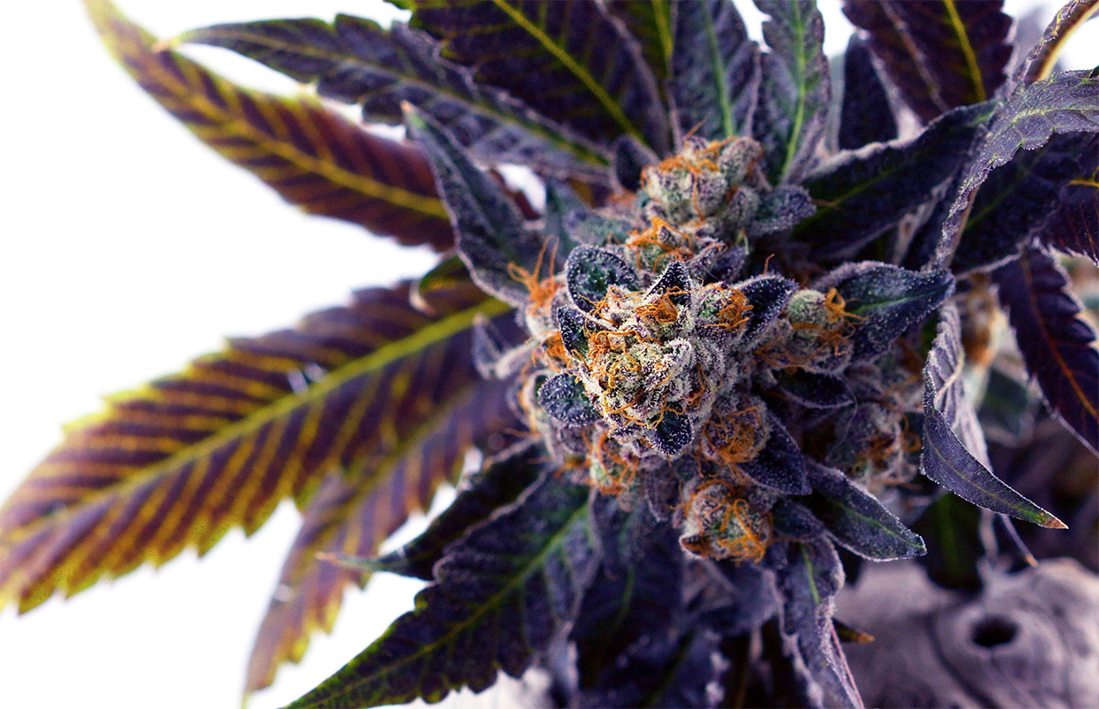 Marijuana strain Do-Si-Dos genetics, effects, and history are recounted in ...