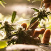 Ohio Cannabis Now Magazine