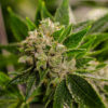 Arkansas Polls Support Medical Cannabis
