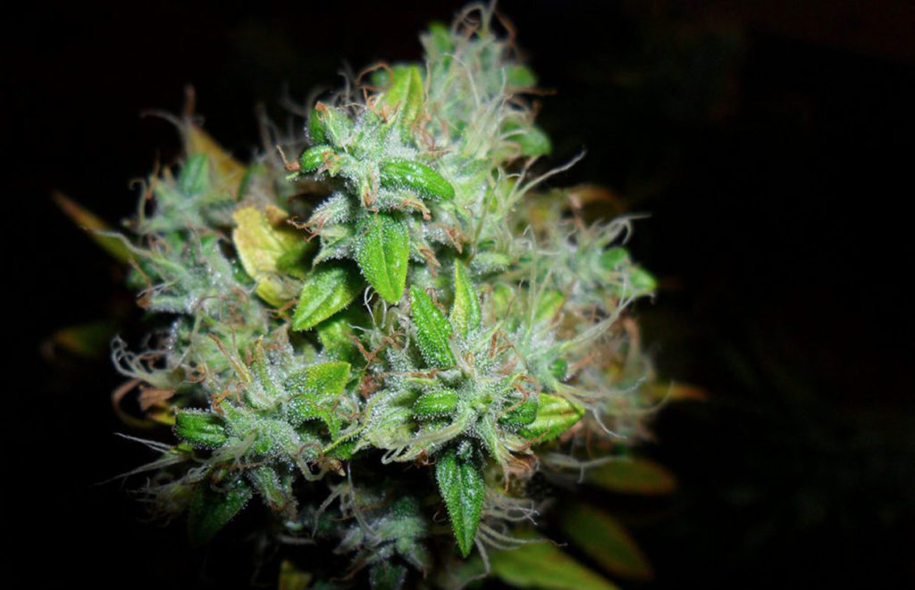 How to Grow Weed 12 Best Marijuana Seed Companies