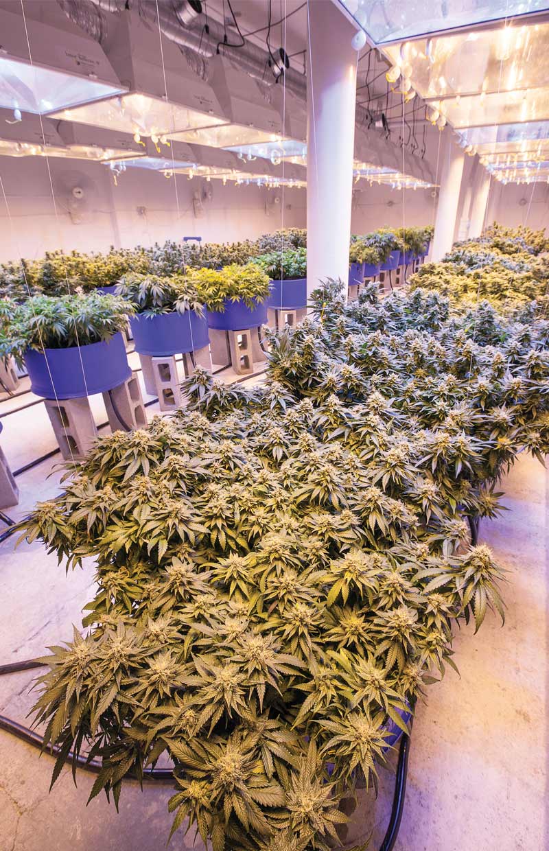 Cannabis Club Collective’s medical grow in Tacoma, Washington.