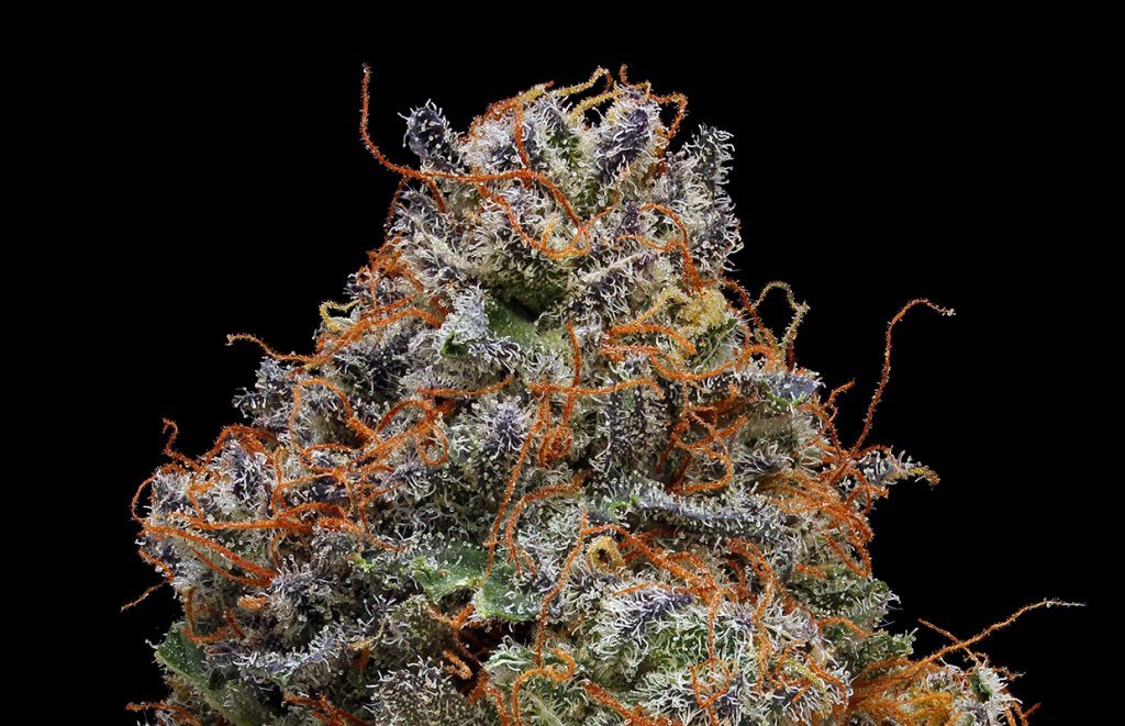 Strain Review Blackberry Kush Cannabis Now