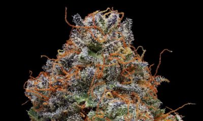 Strain Review Blackberry Kush Cannabis Now