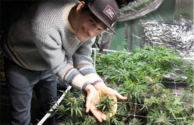 Alaska Grow Approved Cannabis Now Magazine