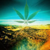 Arizona Marijuana Legalization Cannabis Now