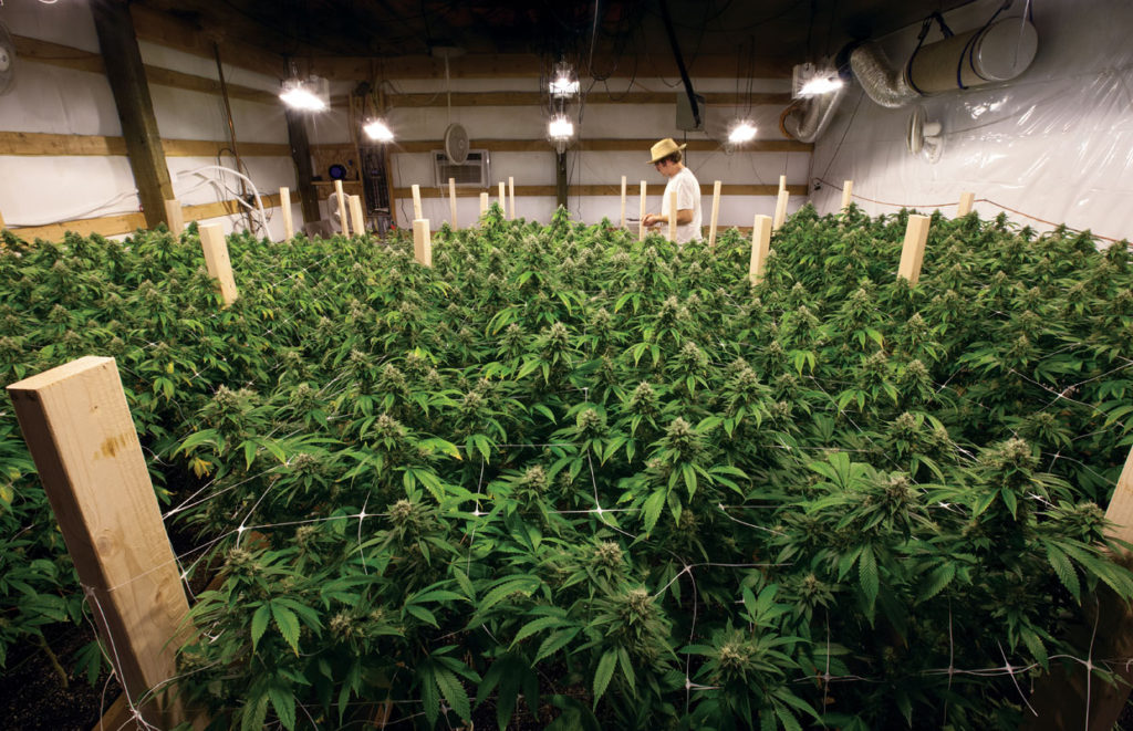 TKO Room As the Grass Grows Cannabis Now Magazine