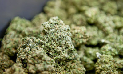 A pile of pretty nugs, which may soon be legalized in Florida