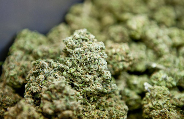 A pile of pretty nugs, which may soon be legalized in Florida