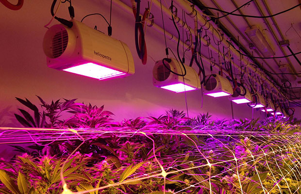 Using LED Lighting Tech in Commercial Grows