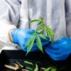 Dea Growing Marijuana Cannabis Now