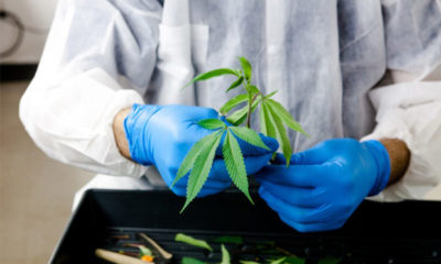 Dea Growing Marijuana Cannabis Now