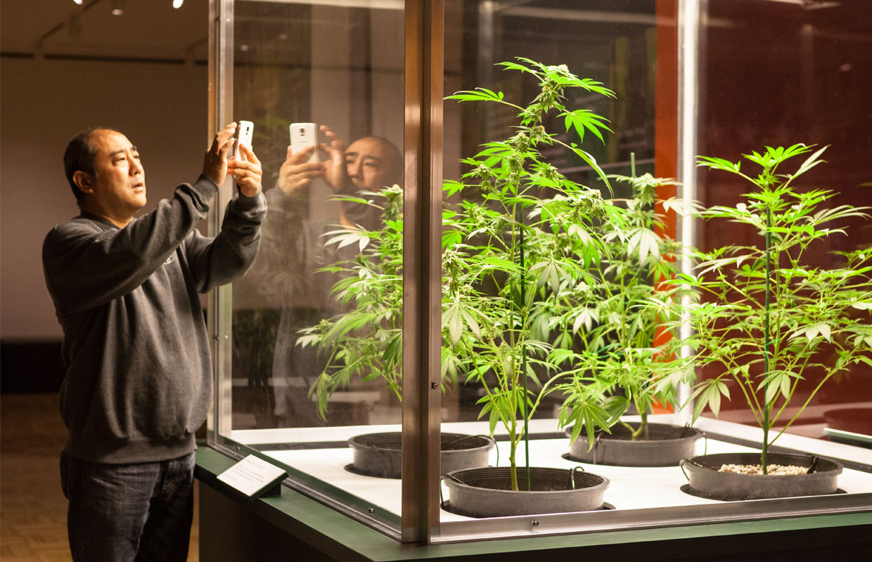Oakland Museum of California Cannabis Exhibit Cannabis Now