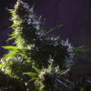DEA Marijuana Cannabis Now Magazine