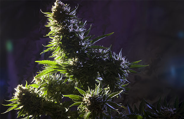 DEA Marijuana Cannabis Now Magazine