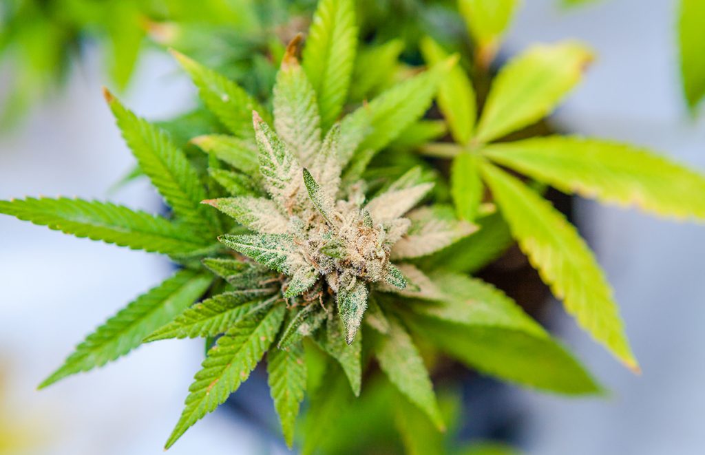 Plant Porn: 11 Photos of Marijuana Pollination | Cannabis Now