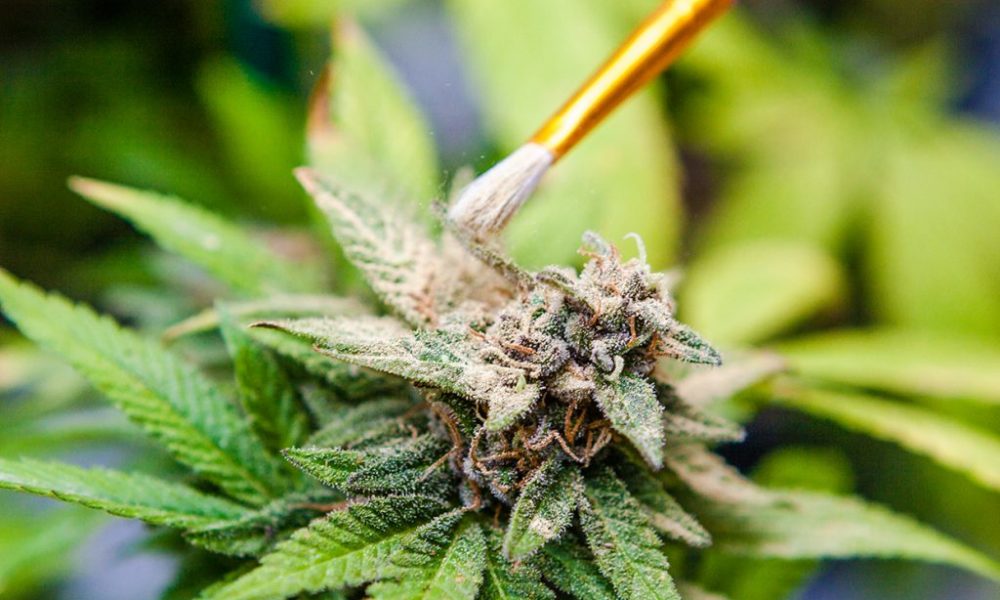 Plant Porn: 11 Photos of Marijuana Pollination | Cannabis Now