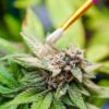 Pollinate Marijuana Cannabis Now Ed Rosenthal
