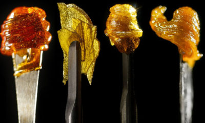 Know Your Dab Concentrates- Cannabis Now Magazine
