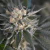 Cannabis Facts Cannabis Now Magazine