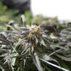 Montana Dispensaries Cannabis Now Magazine