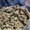 Medical Marijuana Diversity, Cannabis Now Magazine