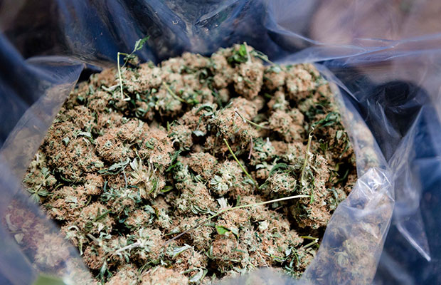 Medical Marijuana Diversity, Cannabis Now Magazine