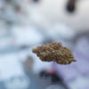 Missouri Pot Ballot Cannabis Now Magazine