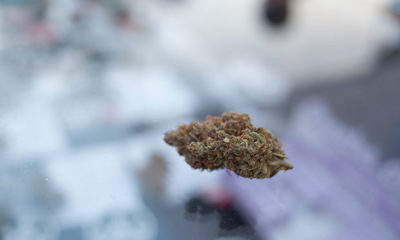 Missouri Pot Ballot Cannabis Now Magazine