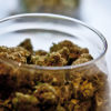 Marijuana Cannabis Now