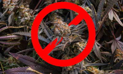 Banned Buds- Cannabis Now