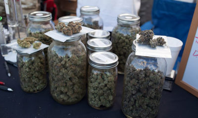 Poll: Californians Like Cannabis Legalization — A Lot