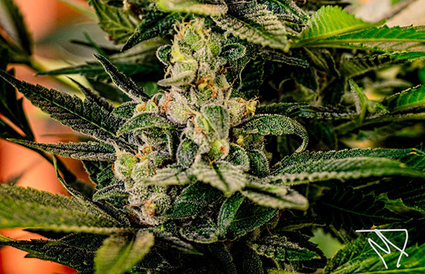Banned Buds Dr. Who Cannabis Now Magazine